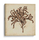Algas Vintage Vi - Georg C. Oeder | Cuadro decorativo de Canvas Lab