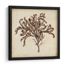 Algas Vintage Vi - Georg C. Oeder | Cuadro decorativo de Canvas Lab