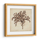 Algas Vintage Vi - Georg C. Oeder | Cuadro decorativo de Canvas Lab