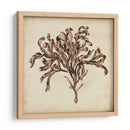 Algas Vintage Vi - Georg C. Oeder | Cuadro decorativo de Canvas Lab