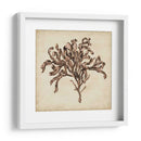 Algas Vintage Vi - Georg C. Oeder | Cuadro decorativo de Canvas Lab