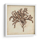 Algas Vintage Vi - Georg C. Oeder | Cuadro decorativo de Canvas Lab
