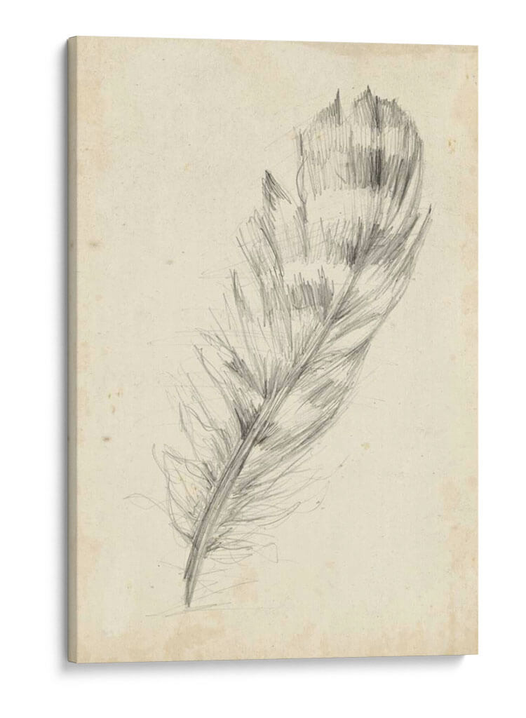 Bosquejo De Plumas Ii - Ethan Harper | Cuadro decorativo de Canvas Lab