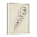Bosquejo De Plumas Ii - Ethan Harper | Cuadro decorativo de Canvas Lab
