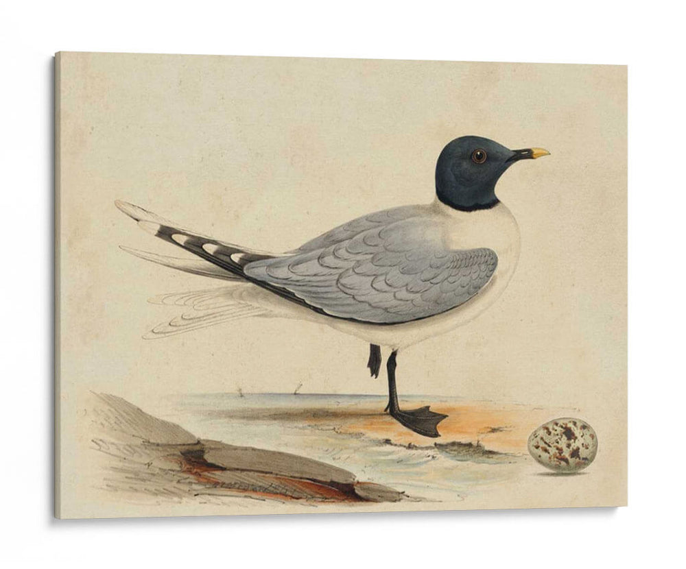 Meyer Shorebirds I - H.L. Meyer | Cuadro decorativo de Canvas Lab