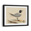 Meyer Shorebirds I - H.L. Meyer | Cuadro decorativo de Canvas Lab