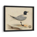 Meyer Shorebirds I - H.L. Meyer | Cuadro decorativo de Canvas Lab
