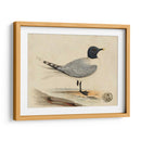 Meyer Shorebirds I - H.L. Meyer | Cuadro decorativo de Canvas Lab