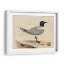 Meyer Shorebirds I - H.L. Meyer | Cuadro decorativo de Canvas Lab