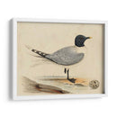 Meyer Shorebirds I - H.L. Meyer | Cuadro decorativo de Canvas Lab