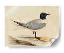 Meyer Shorebirds I - H.L. Meyer | Cuadro decorativo de Canvas Lab