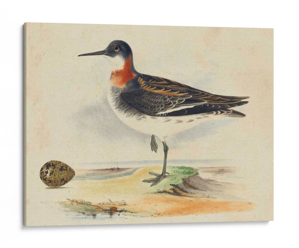 Meyer Shorebirds Ii - H.L. Meyer | Cuadro decorativo de Canvas Lab