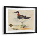 Meyer Shorebirds Ii - H.L. Meyer | Cuadro decorativo de Canvas Lab