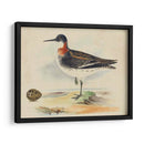 Meyer Shorebirds Ii - H.L. Meyer | Cuadro decorativo de Canvas Lab