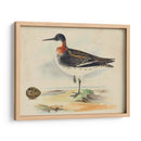 Meyer Shorebirds Ii - H.L. Meyer | Cuadro decorativo de Canvas Lab
