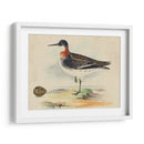 Meyer Shorebirds Ii - H.L. Meyer | Cuadro decorativo de Canvas Lab