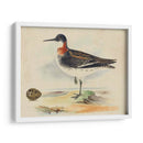 Meyer Shorebirds Ii - H.L. Meyer | Cuadro decorativo de Canvas Lab