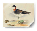 Meyer Shorebirds Ii - H.L. Meyer | Cuadro decorativo de Canvas Lab