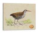 Meyer Shorebirds Iii - H.L. Meyer | Cuadro decorativo de Canvas Lab