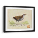 Meyer Shorebirds Iii - H.L. Meyer | Cuadro decorativo de Canvas Lab