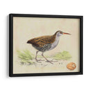Meyer Shorebirds Iii - H.L. Meyer | Cuadro decorativo de Canvas Lab