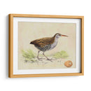 Meyer Shorebirds Iii - H.L. Meyer | Cuadro decorativo de Canvas Lab