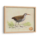 Meyer Shorebirds Iii - H.L. Meyer | Cuadro decorativo de Canvas Lab