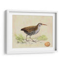 Meyer Shorebirds Iii - H.L. Meyer | Cuadro decorativo de Canvas Lab