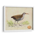 Meyer Shorebirds Iii - H.L. Meyer | Cuadro decorativo de Canvas Lab