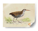 Meyer Shorebirds Iii - H.L. Meyer | Cuadro decorativo de Canvas Lab