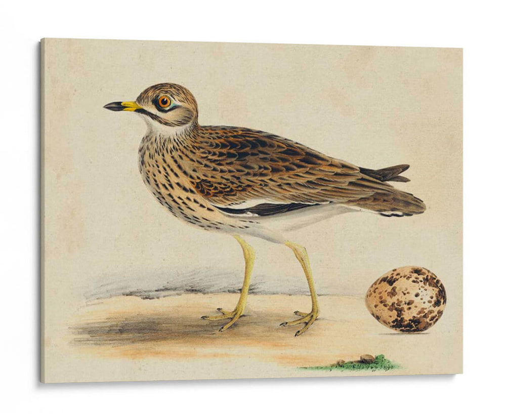 Meyer Shorebirds Iv - H.L. Meyer | Cuadro decorativo de Canvas Lab