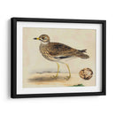 Meyer Shorebirds Iv - H.L. Meyer | Cuadro decorativo de Canvas Lab