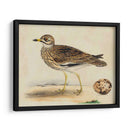 Meyer Shorebirds Iv - H.L. Meyer | Cuadro decorativo de Canvas Lab