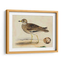 Meyer Shorebirds Iv - H.L. Meyer | Cuadro decorativo de Canvas Lab