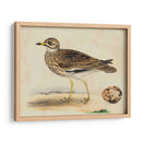 Meyer Shorebirds Iv - H.L. Meyer | Cuadro decorativo de Canvas Lab