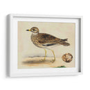 Meyer Shorebirds Iv - H.L. Meyer | Cuadro decorativo de Canvas Lab