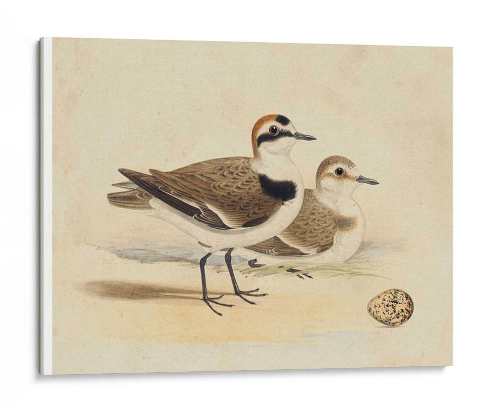 Meyer Shorebirds V - H.L. Meyer | Cuadro decorativo de Canvas Lab