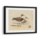 Meyer Shorebirds V - H.L. Meyer | Cuadro decorativo de Canvas Lab