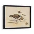Meyer Shorebirds V - H.L. Meyer | Cuadro decorativo de Canvas Lab