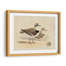 Meyer Shorebirds V - H.L. Meyer | Cuadro decorativo de Canvas Lab