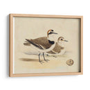 Meyer Shorebirds V - H.L. Meyer | Cuadro decorativo de Canvas Lab