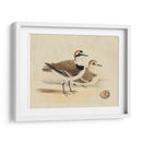 Meyer Shorebirds V - H.L. Meyer | Cuadro decorativo de Canvas Lab