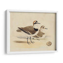 Meyer Shorebirds V - H.L. Meyer | Cuadro decorativo de Canvas Lab