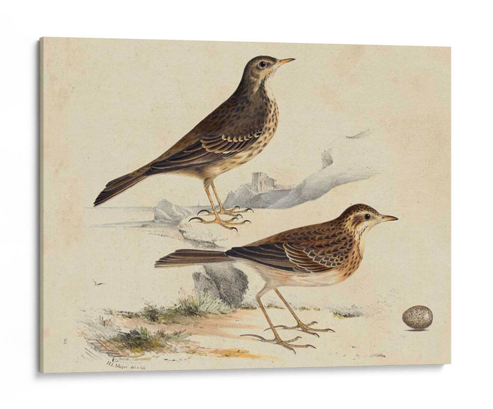 Meyer Shorebirds Vi - H.L. Meyer | Cuadro decorativo de Canvas Lab