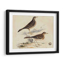 Meyer Shorebirds Vi - H.L. Meyer | Cuadro decorativo de Canvas Lab