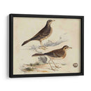 Meyer Shorebirds Vi - H.L. Meyer | Cuadro decorativo de Canvas Lab