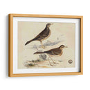 Meyer Shorebirds Vi - H.L. Meyer | Cuadro decorativo de Canvas Lab