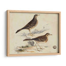 Meyer Shorebirds Vi - H.L. Meyer | Cuadro decorativo de Canvas Lab