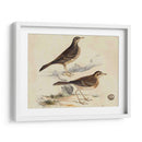 Meyer Shorebirds Vi - H.L. Meyer | Cuadro decorativo de Canvas Lab