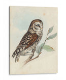 Meyer Little Owl - H.L. Meyer | Cuadro decorativo de Canvas Lab